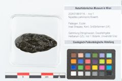 Foto (Objekt + Etikett) von Nipadites parkinsonis Bowerb. (NHMW-GEO-2024-0188-9114)